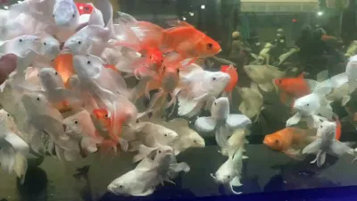 cá cảnh nam nghĩa - cửa hàng vật nuôi