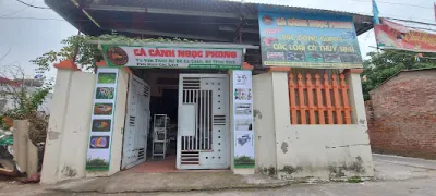 cá cảnh ngọc phong - cửa hàng