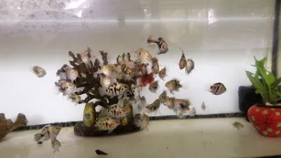 cá cảnh nguyễn hồ phú hưng bến tre - trại cá