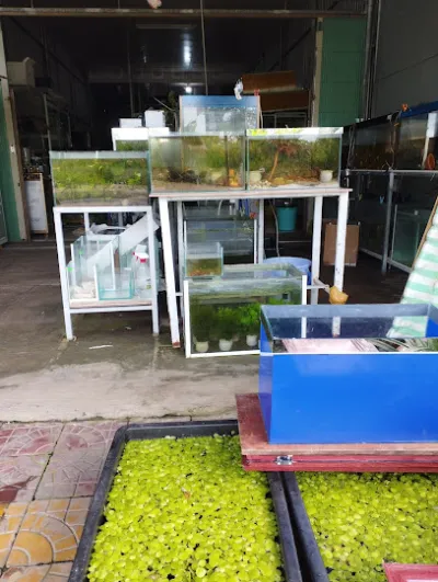 cá cảnh phi long lấp vò - cửa hàng cá cảnh