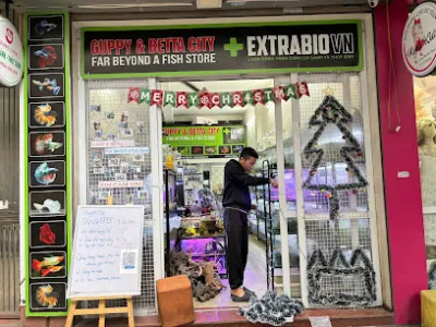 cá cảnh thuỷ sinh guppy & betta city - cửa hàng cá cảnh