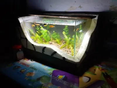 cá cảnh tiên đỗ - bị đóng vĩnh viễn