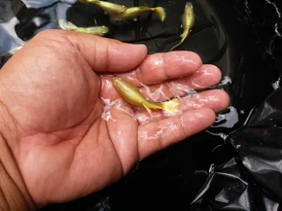 cá cảnh trí nguyễn - cửa hàng cá cảnh