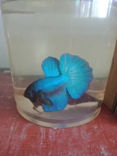 cá cảnh trung quang - cửa hàng cá cảnh