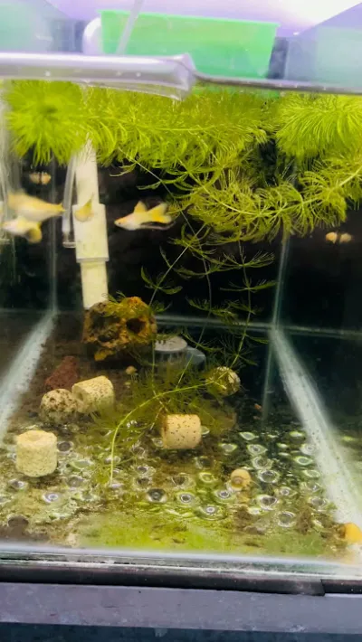 cá cảnh vĩnh long - trại cá