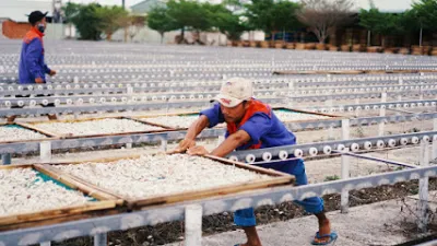 cá cơm khô - công ty tnhh hải châu - trang trại nuôi trồng thủy sản