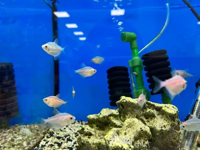 cá kiểng ông năm - cửa hàng cá cảnh