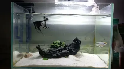 cá kiểng ba thôm - cửa hàng