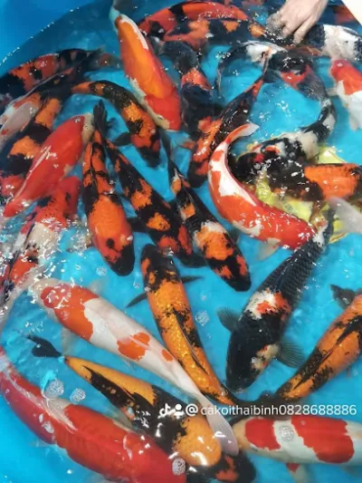 cá koi thái bình - thi công hồ cá koi & cảnh quan sân vườn - sỉ lẻ cá koi chất lượng - nhà thiết kế cảnh quan