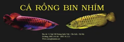 cá rồng bin nhím - cửa hàng vật nuôi