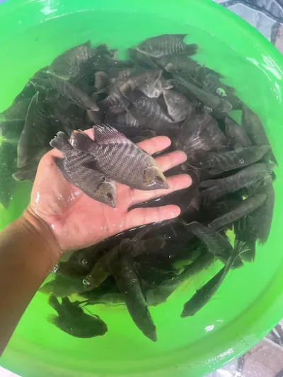 cá tai tượng bột , giống, cá koi cá kiểng cá nước ngọt cá loại 33 thịt ( huynh ,phú quý) - cửa hàng cá nhiệt đới