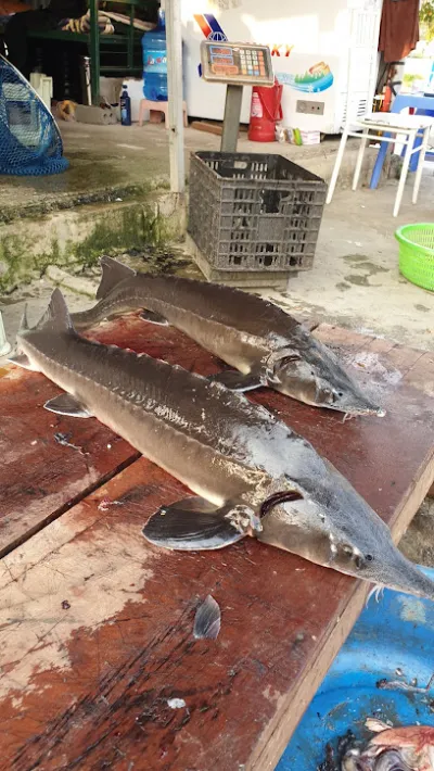 cá tầm cá hồi khang trang - nhà hàng