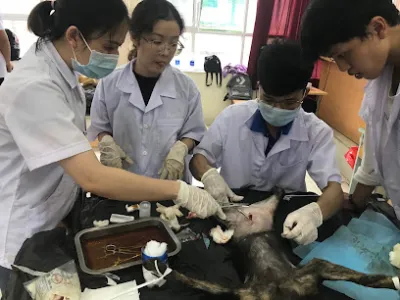 cao đẳng thú y hà nội - bac si thu y