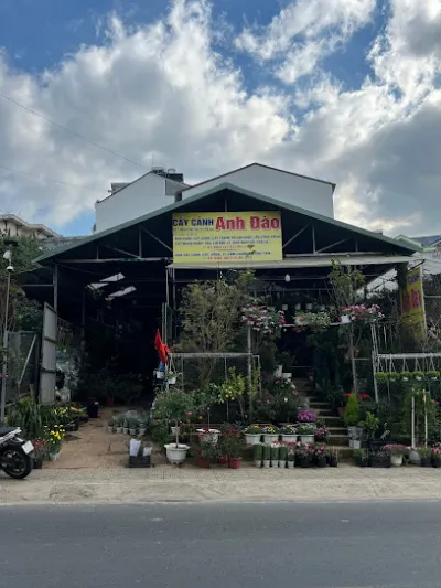 cây cảnh anh đào - cửa hàng bán buôn cây cảnh