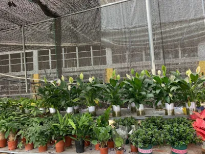 cây cảnh bắc ninh - cửa hàng bán buôn cây cảnh