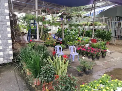 cây cảnh đại phú - dịch vụ cây cảnh