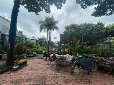 cây cảnh đào gia - cửa hàng bán buôn cây cảnh