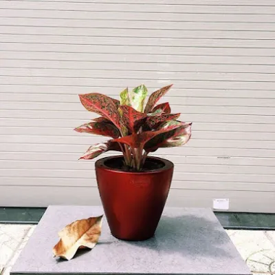 cây cảnh để bàn hà nội - superxanh.com - cửa hàng bán buôn cây cảnh