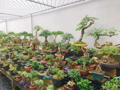 cây cảnh đẹp 24h - trung tâm cây cảnh