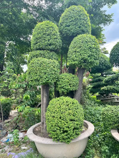 cây cảnh đồng nai - cửa hàng bán buôn cây cảnh