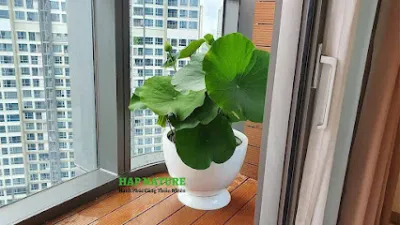 cây cảnh hapnature - cửa hàng bán buôn cây cảnh