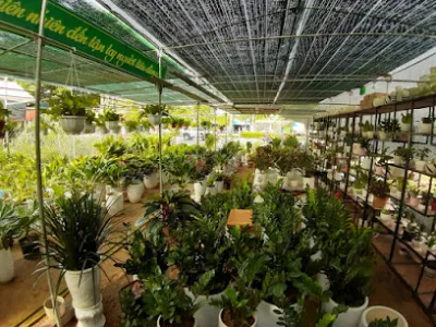 cây cảnh nghệ an - thủy mộc - dịch vụ cây cảnh