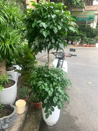 cây cảnh nhung đình - cửa hàng hoa