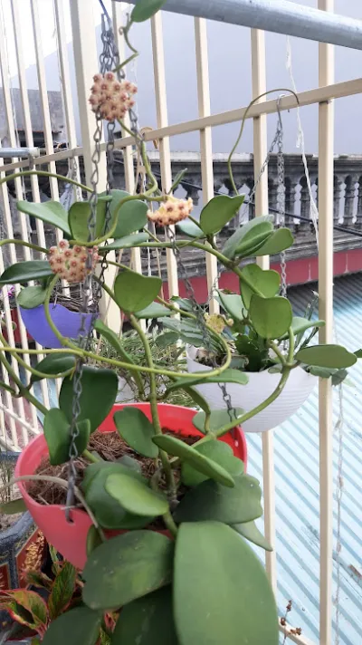 cây cảnh phương tú - cửa hàng bán buôn cây cảnh