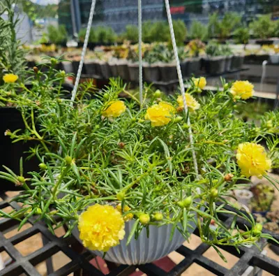 cây cảnh quy nhơn - cửa hàng hoa