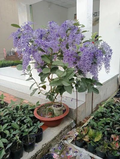 cây cảnh tấn hiền - cửa hàng bán buôn cây cảnh