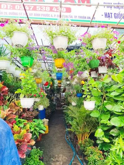 cây cảnh thành tâm - cửa hàng bán buôn cây cảnh