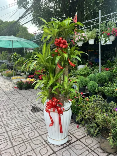 cây cảnh thủ đức - cửa hàng bán buôn cây cảnh