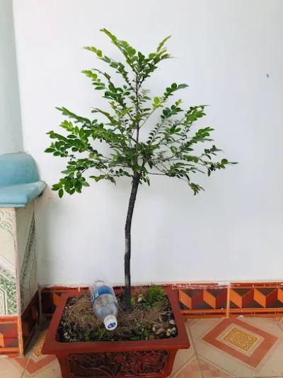 cây cảnh vân đồn - dịch vụ cây cảnh cây cảnh vân đồn - dịch vụ cây cảnh