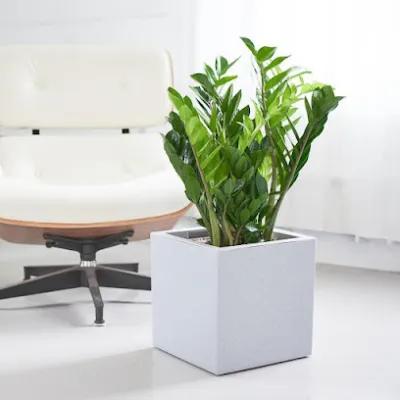cây cảnh văn phòng hà nội - cửa hàng bán buôn cây cảnh cây cảnh văn phòng hà nội - cửa hàng bán buôn cây cảnh
