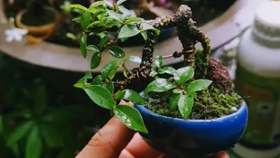 cây cảnh xinh - cửa hàng bán buôn cây cảnh