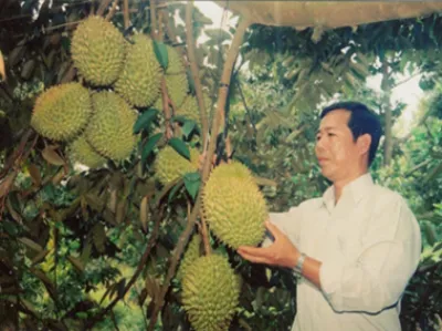 cây giống ba bình - trang trại cây