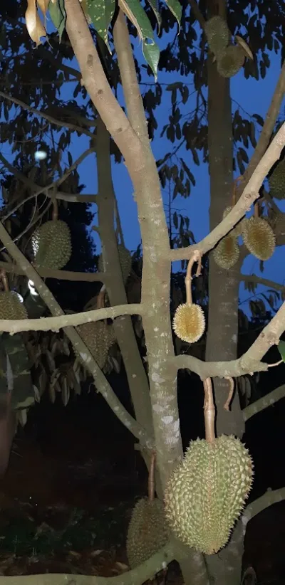 cây giống bmt - trang trại cây