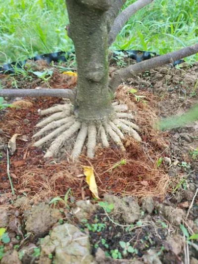 cây giống chậu kiểng thái lộc - cửa hàng bán buôn cây cảnh