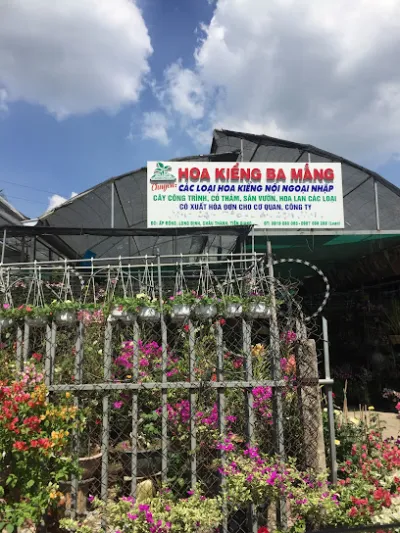 cây giống hoa kiểng ba mẳng - cửa hàng nội thất sân vườn
