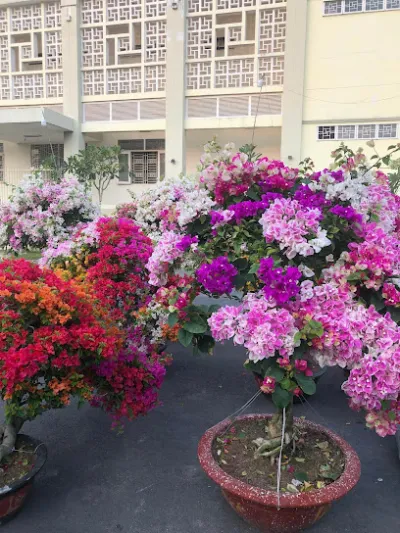 cây giống hoa kiểng bé phương - cửa hàng bán buôn cây cảnh