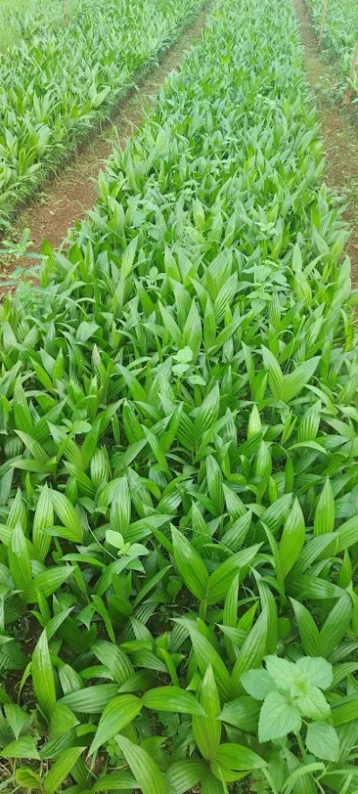 cây giống mắc ca - văn the - vườn ươm