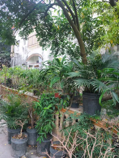 cây giống ninh bình - sỹ phượng chuyên cây ăn quả, cây cảnh và hoa - vườn cây ăn quả