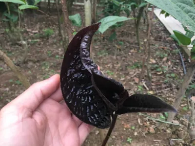 cây giống trà hoa vàng tam đảo. - trang trại cây