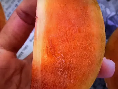 cây giống tuấn chu - dịch vụ nông nghiệp