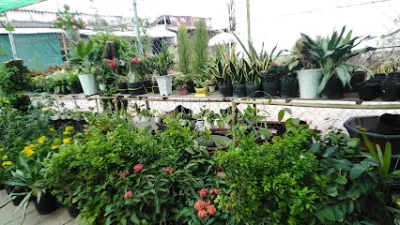 cây kiểng minh vương - cửa hàng bán buôn cây cảnh