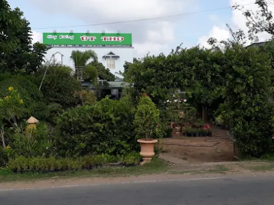 cây kiểng út thọ - dịch vụ cây xanh