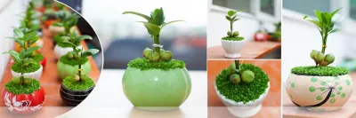 cây xanh cây cảnh công trình hà tĩnh - dịch vụ cây xanh