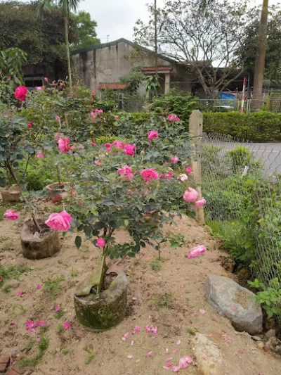 cây xanh hà tĩnh - cửa hàng hoa