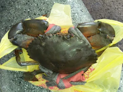 cháo lòng má heo - nhà hàng quán rượu dành cho người sành ăn