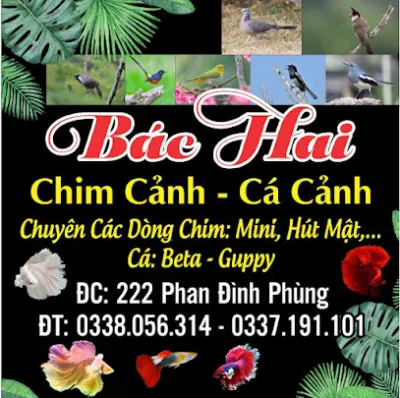chim cá cảnh bác hai - cửa hàng chim